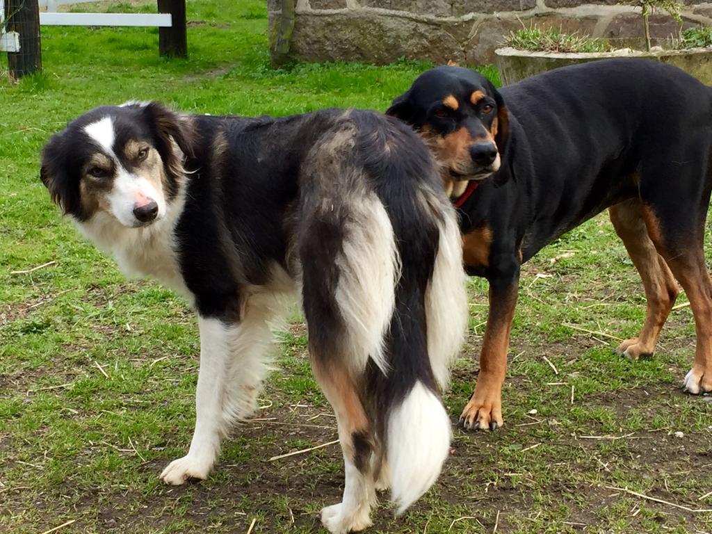 Farm Stay Happy Dogs Ranch Veberöd Dış mekan fotoğraf