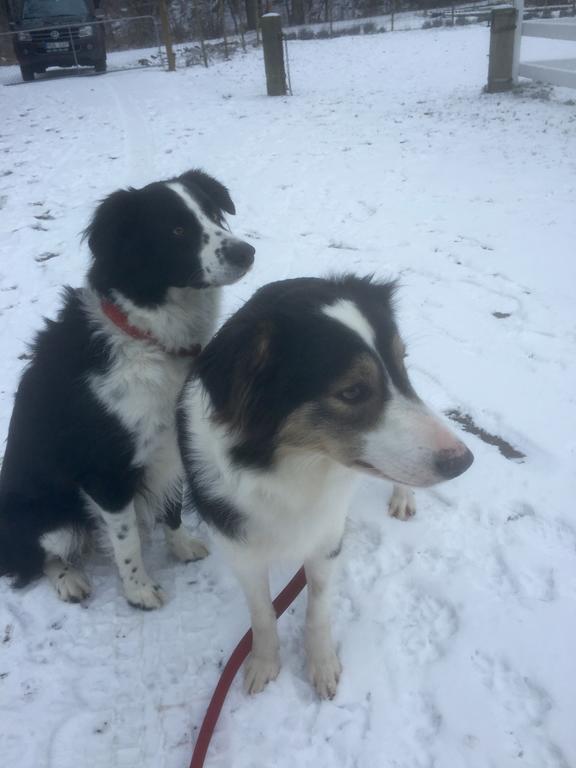Farm Stay Happy Dogs Ranch Veberöd Dış mekan fotoğraf